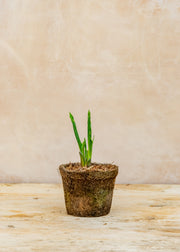 Hairy Pot Hosta 'Praying Hands', 1L