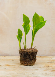Hairy Pot Hosta 'So Sweet', 1L