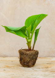 Hairy Pot Hosta 'Sum And Substance', 1L