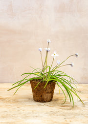 Hairy Pot Ipheion 'Alberto Castillo', 1L