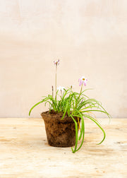 Hairy Pot Ipheion uniflorum 'Charlotte Bishop', 1L