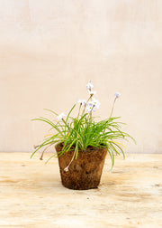 Hairy Pot Ipheion uniflorum, 1L