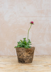 Hairy Pot Knautia macedonica 'Red Knight', 1L