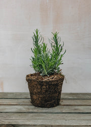 Hairy Pot Lavender angustifolia Rosea