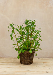 Hairy Pot Leucanthemum x superbum 'May Queen', 1L