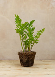Hairy Pot Lovage, 1L