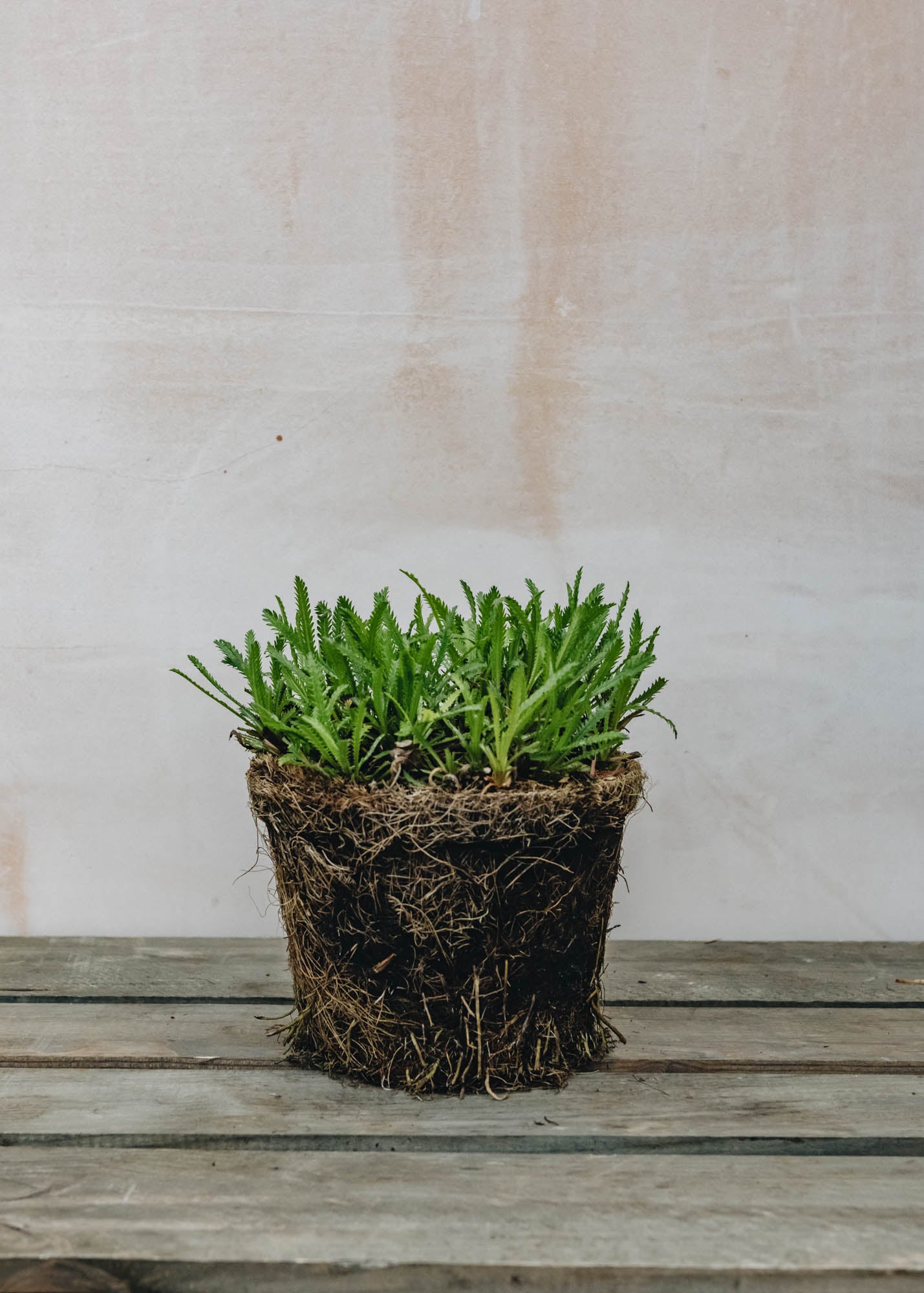 Hairy Pot Mace English