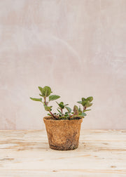 Hairy Pot Mint 'Blackcurrant', 1L