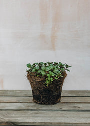 Hairy Pot Mint Chocolate