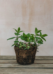 Hairy Pot Mint Garden