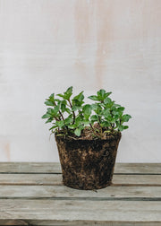 Hairy Pot Mint Lemon