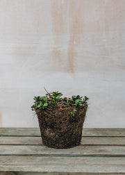 Hairy Pot Mint Peppermint