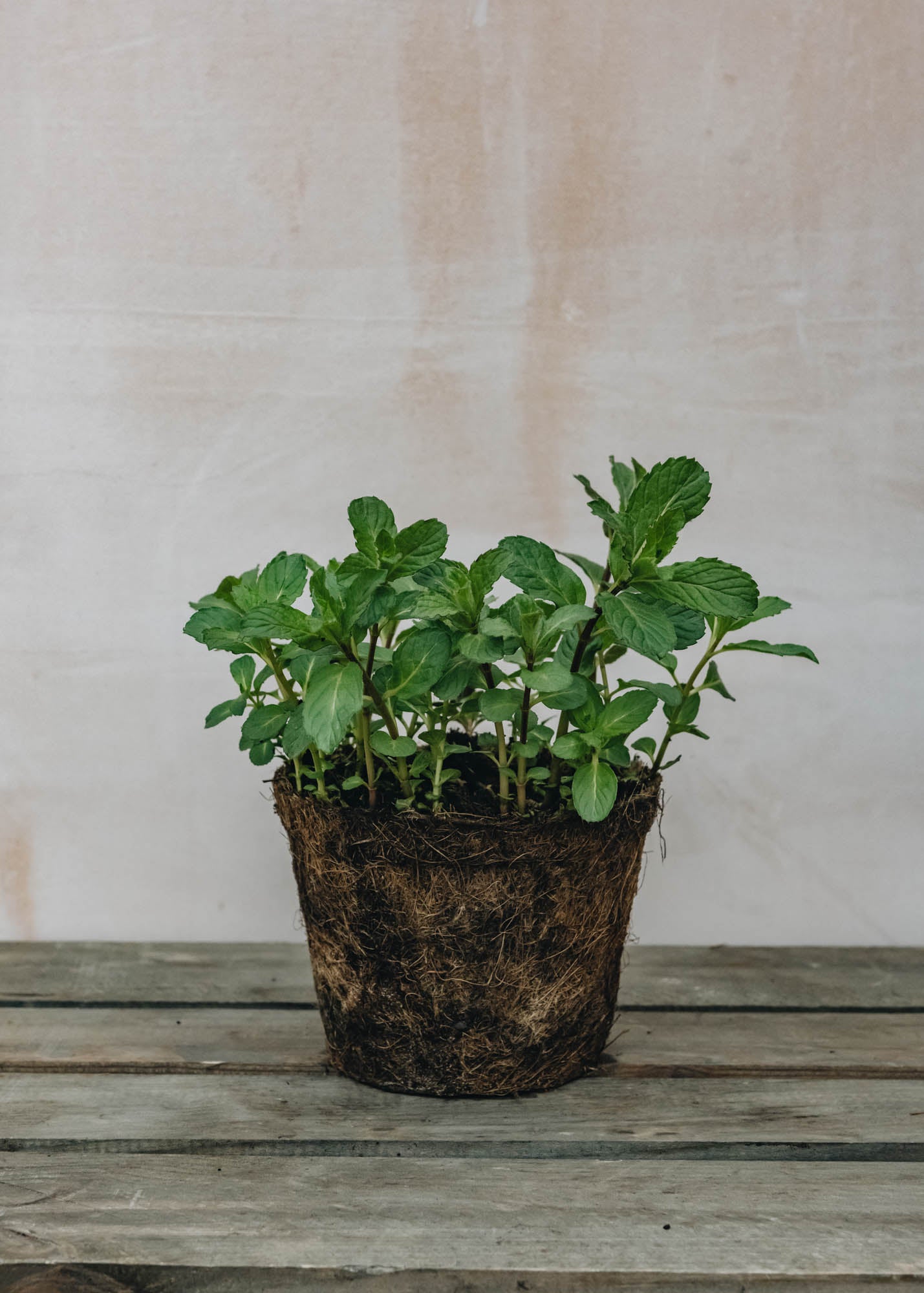 Hairy Pot Mint Spearmint