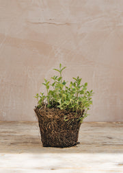 Rosemary Mint Strawberry, 1L