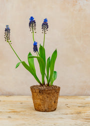 Hairy Pot Muscari latifolium, 1L