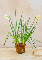 Hairy Pot Narcissus 'Lieke', 1L