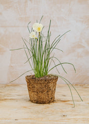 Narcissus 'White Petticoat', 1L