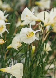 Hairy Pot Narcissus 'White Petticoat', 1L