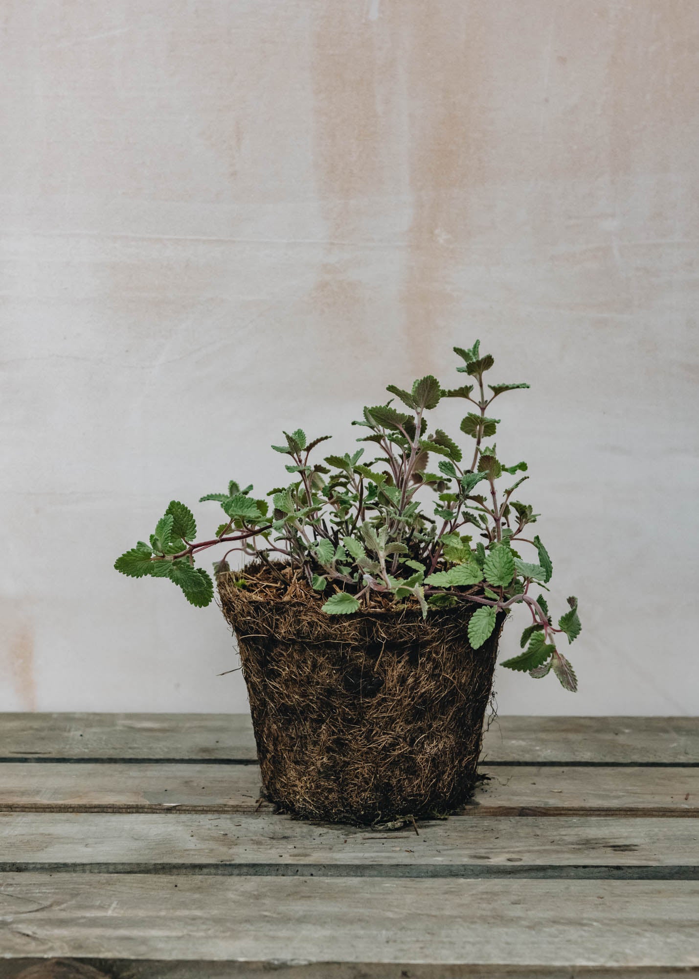 Hairy Pot Nepeta mussinii (Catmint)