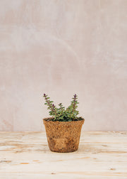Hairy Pot Nepeta 'Kittenaround', 1L
