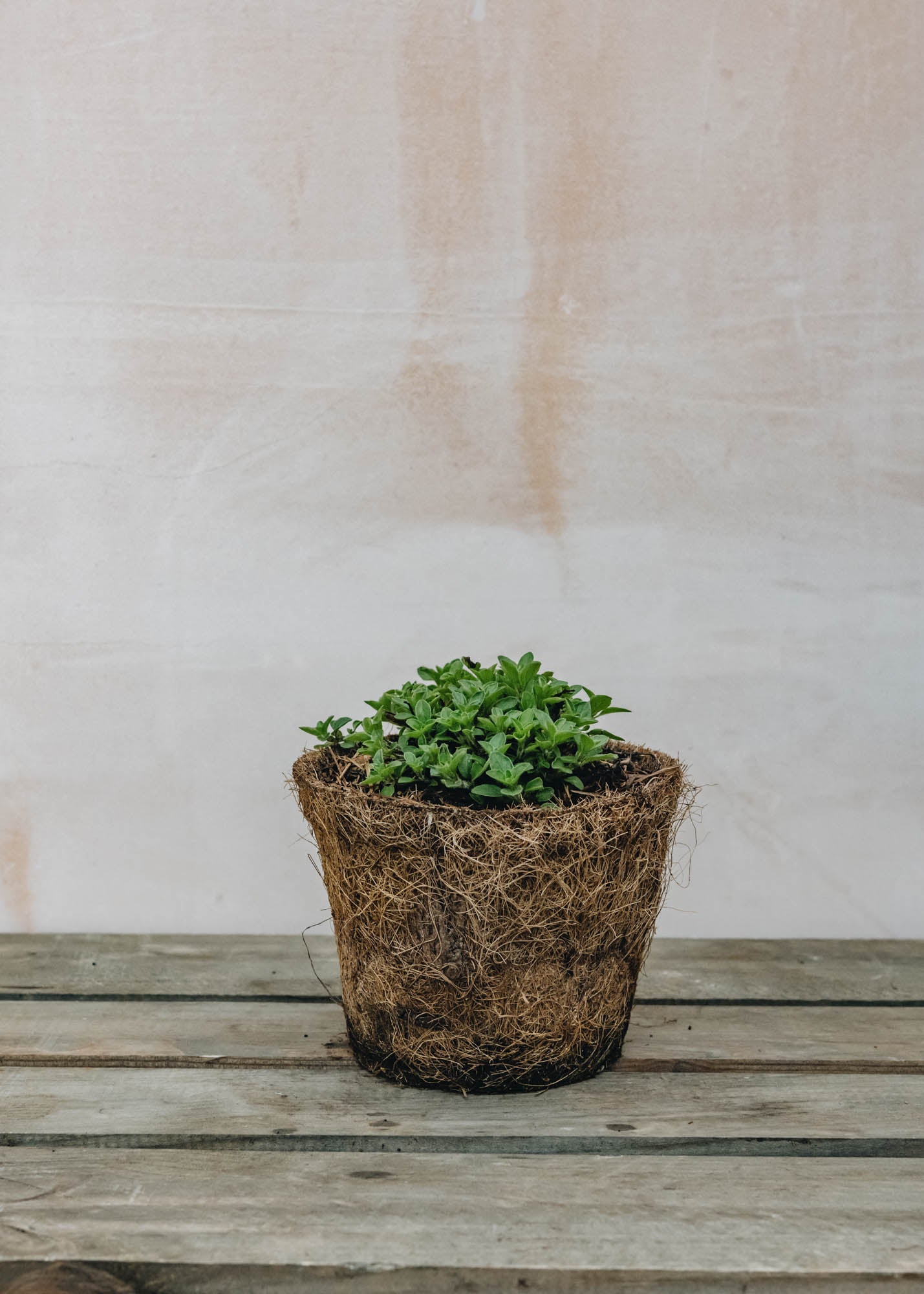 Hairy Pot Oregano Compact