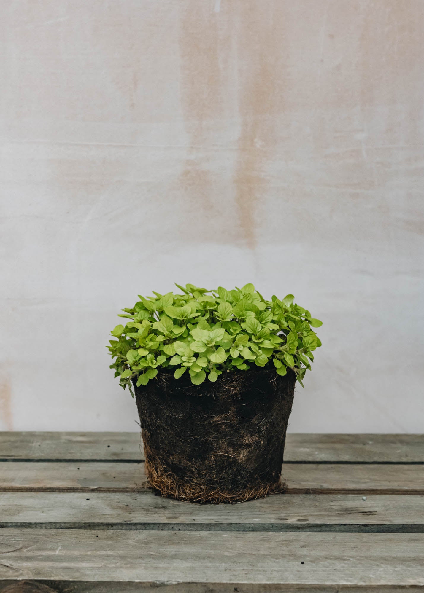 Hairy Pot Oregano Golden Green