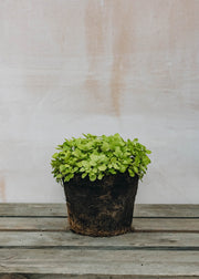 Hairy Pot Oregano Golden Green