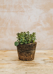 Oregano Hot and Spicy, 1L