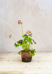 Hairy Pot Oxalis deppei ‘Iron Cross’, 1L 