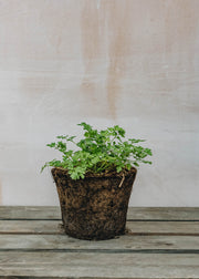 Hairy Pot Parsley