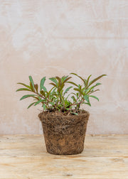 Hairy Pot Penstemon 'Heavenly Blue', 1L