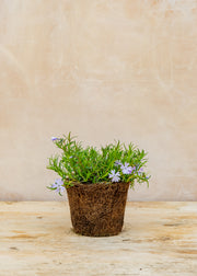 Hairy Pot Phlox Sub 'Emerald Cushion Blue', 1L