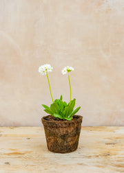 Hairy Pot Primula denticulata 'Alba', 1L