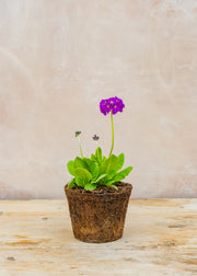 Hairy Pot Primula denticulata 'Purple', 1L