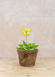 Hairy Pot Primula Veris, 1L