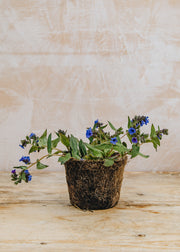 Hairy Pot Pulmonaria 'Blue Ensign', 1L