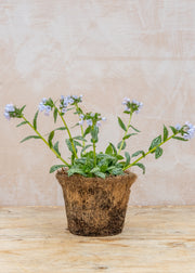 Hairy Pot Pulmonaria 'Opal', 1L