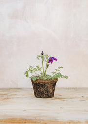 Hairy Pot Pulsatilla vulgaris 'Pinwheel Purple', 1L