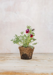 Hairy Pot Pulsatilla vulgaris 'Pinwheel Red', 1L