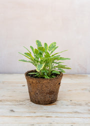 Hairy Pot Sage Icterina, 1L