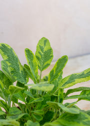 Hairy Pot Sage Icterina, 1L