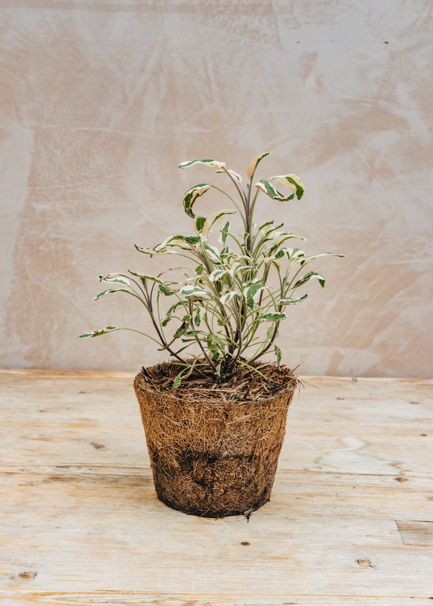 Sage Tricolor, 1L
