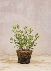 Hairy Pot Salvia microphylla 'Amethyst Lips', 1L