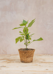 Hairy Pot Salvia 'Amistad', 1L