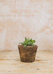 Hairy Pot Salvia nemorosa 'Caradonna Compact', 1L
