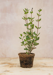 Hairy Pot Salvia microphylla 'Cherry Lips', 1L