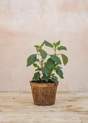 Hairy Pot Salvia 'Ember's Wish', 1L
