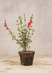 Hairy Pot Salvia microphylla 'Hot Lips', 1L