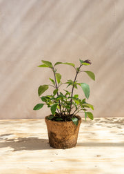 Hairy Pot Salvia hybrida 'Love and Wishes', 1L