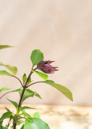Hairy Pot Salvia hybrida 'Love and Wishes', 1L
